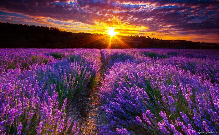 8 Variedades de Lavanda e  Características de Cada Uma