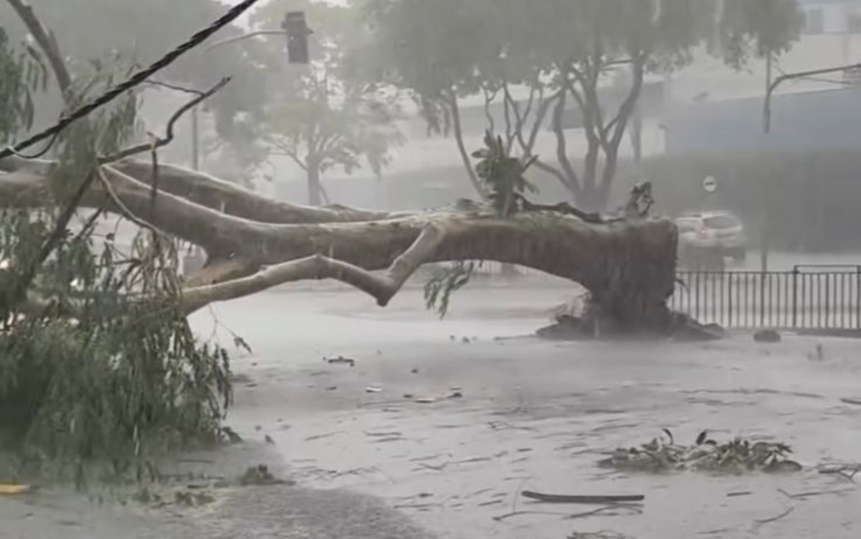Dono de loja lamenta prejuízos após árvore destruir fachada durante temporal em Ribeirão Preto: 'Não tenho nem forças para calcular'