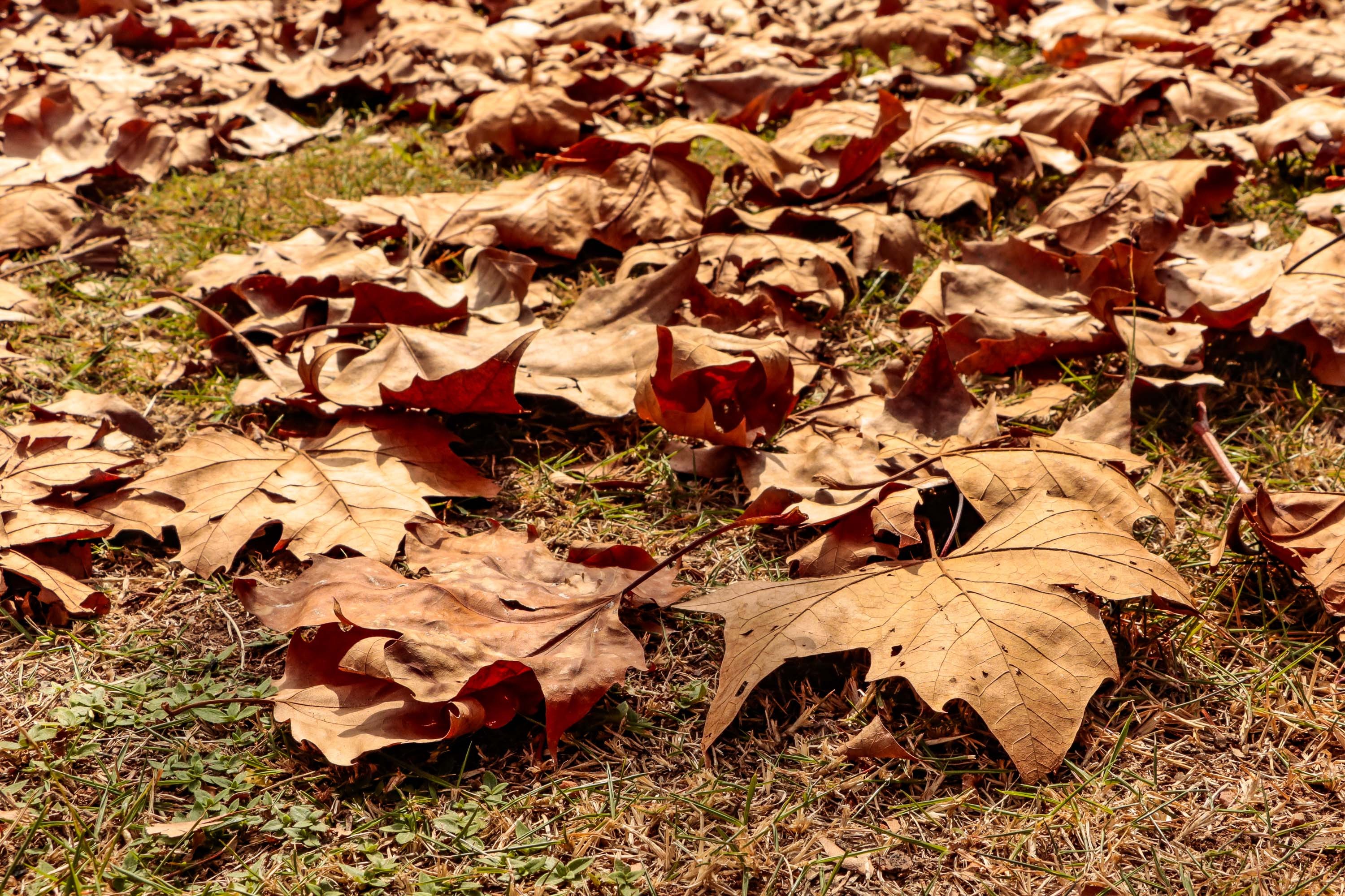 Outono no Paraná será de temperaturas 'ligeiramente acima da média', diz Simepar; veja a previsão