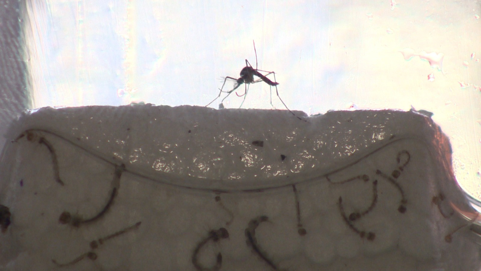 Dengue em São José dos Campos: cidade confirma primeira morte em 2026