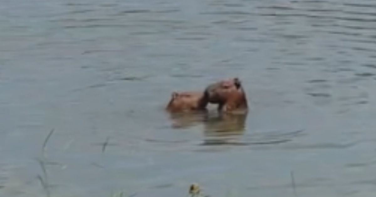 Capivaras em clima de romance aparecem “namorando” em lago do RJ; veja