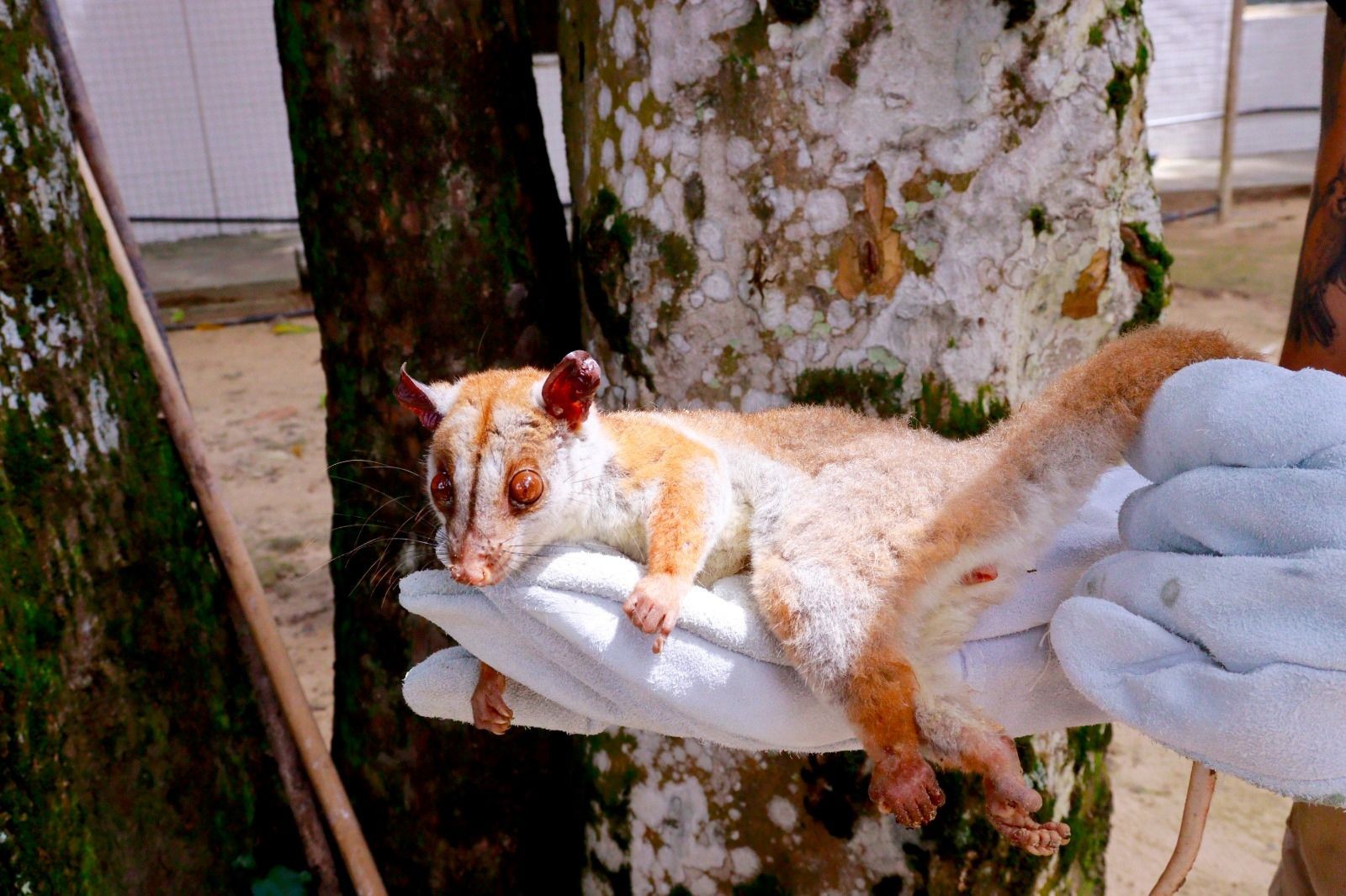 Cuíca-lanosa ferida é resgatada em bairro de Manaus