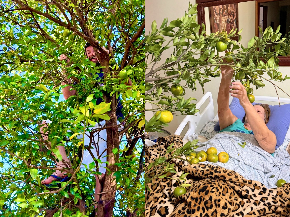 VÍDEO: genro leva galho de pé de mexerica para sogra acamada colher frutos no interior de SP