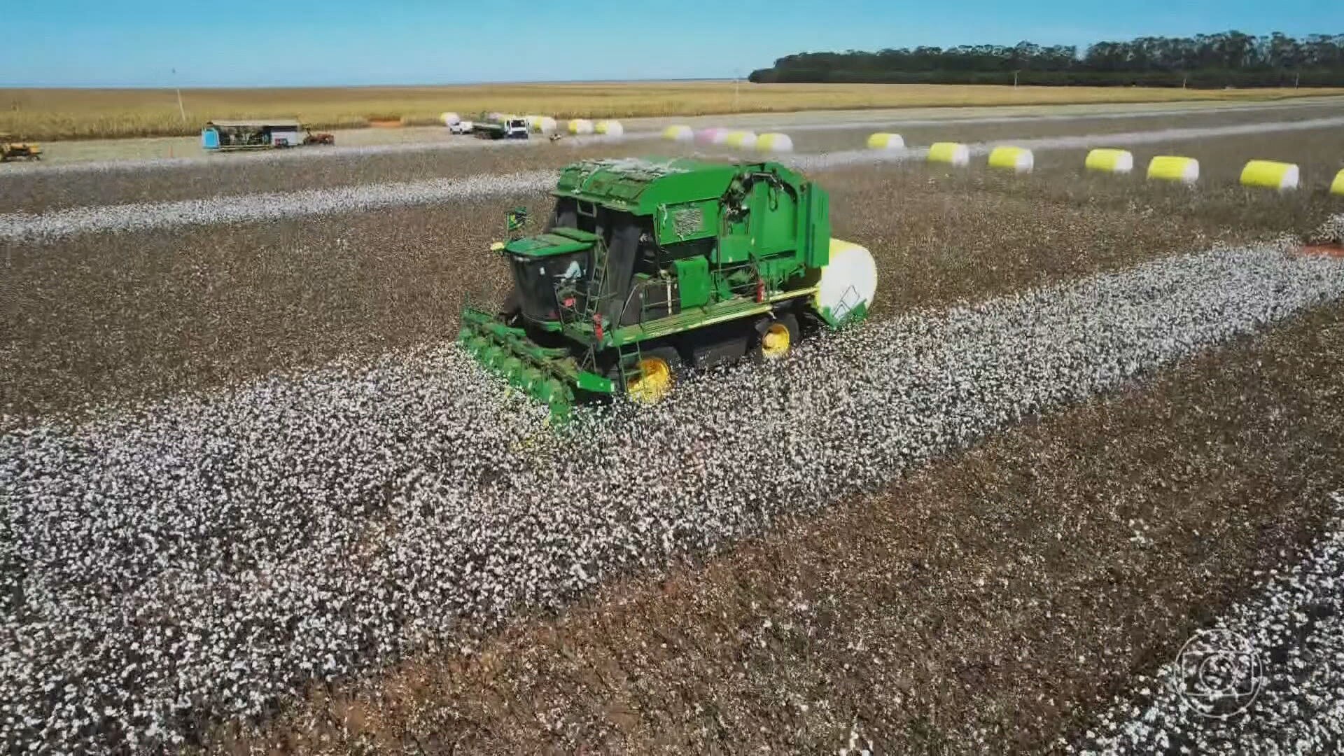 Comissão do Governo Federal proíbe o plantio de algodão transgênico em 68 municípios do Maranhão