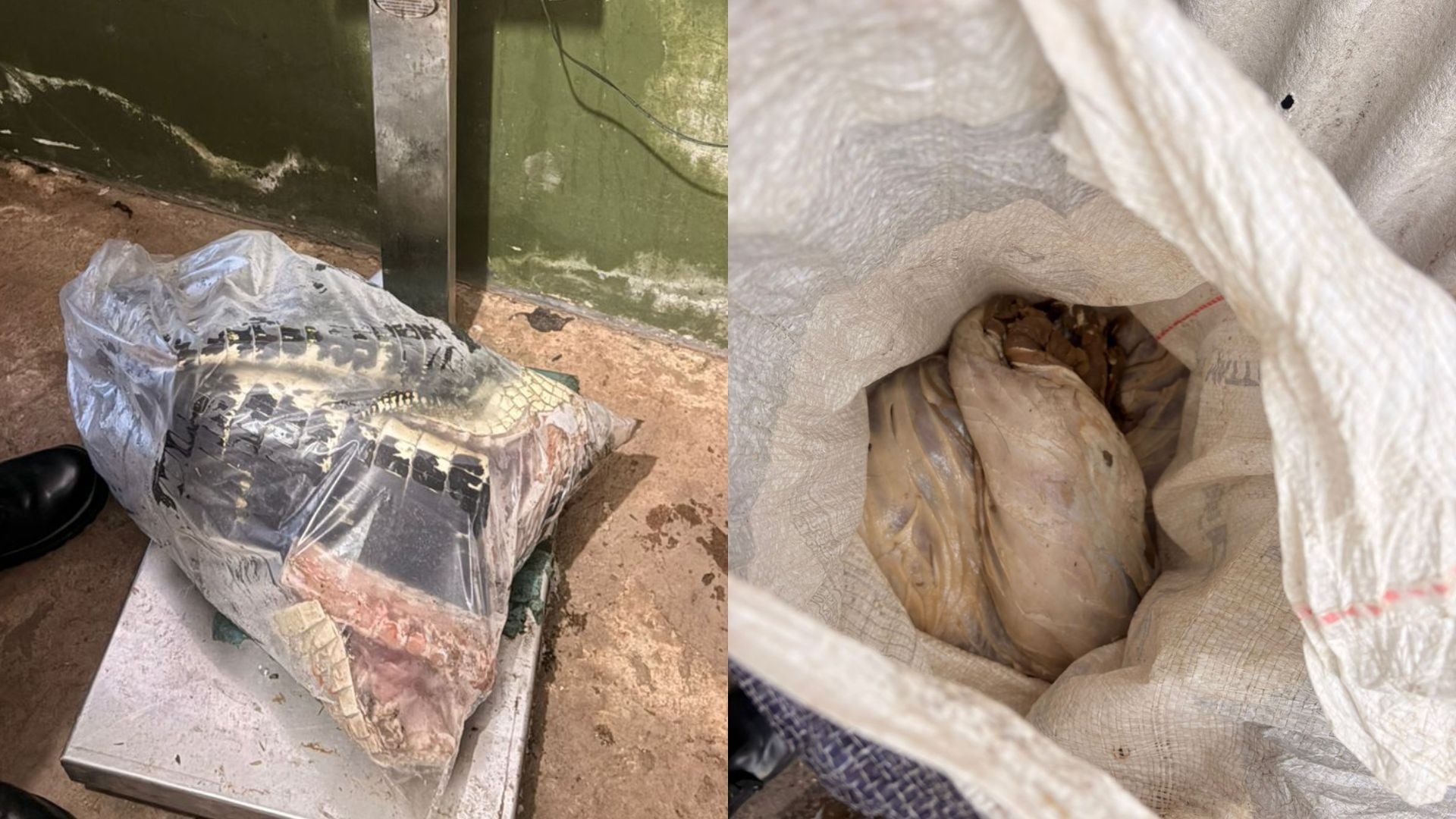 Polícia apreende 120 quilos de carne de jacaré e capivara expostas em box de feira de Macapá