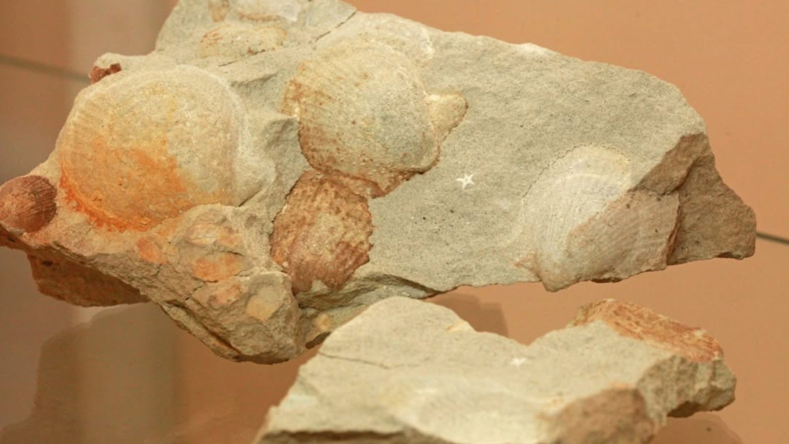 Conchas e mesossauro indicam que cidade no meio de SC era coberta de água salgada há 290 milhões de anos