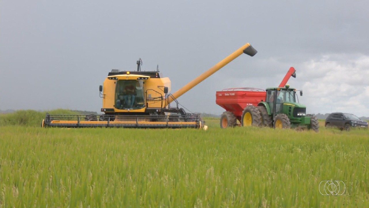 VÍDEOS: Jornal do Campo - TO de domingo, 22 de março de 2026