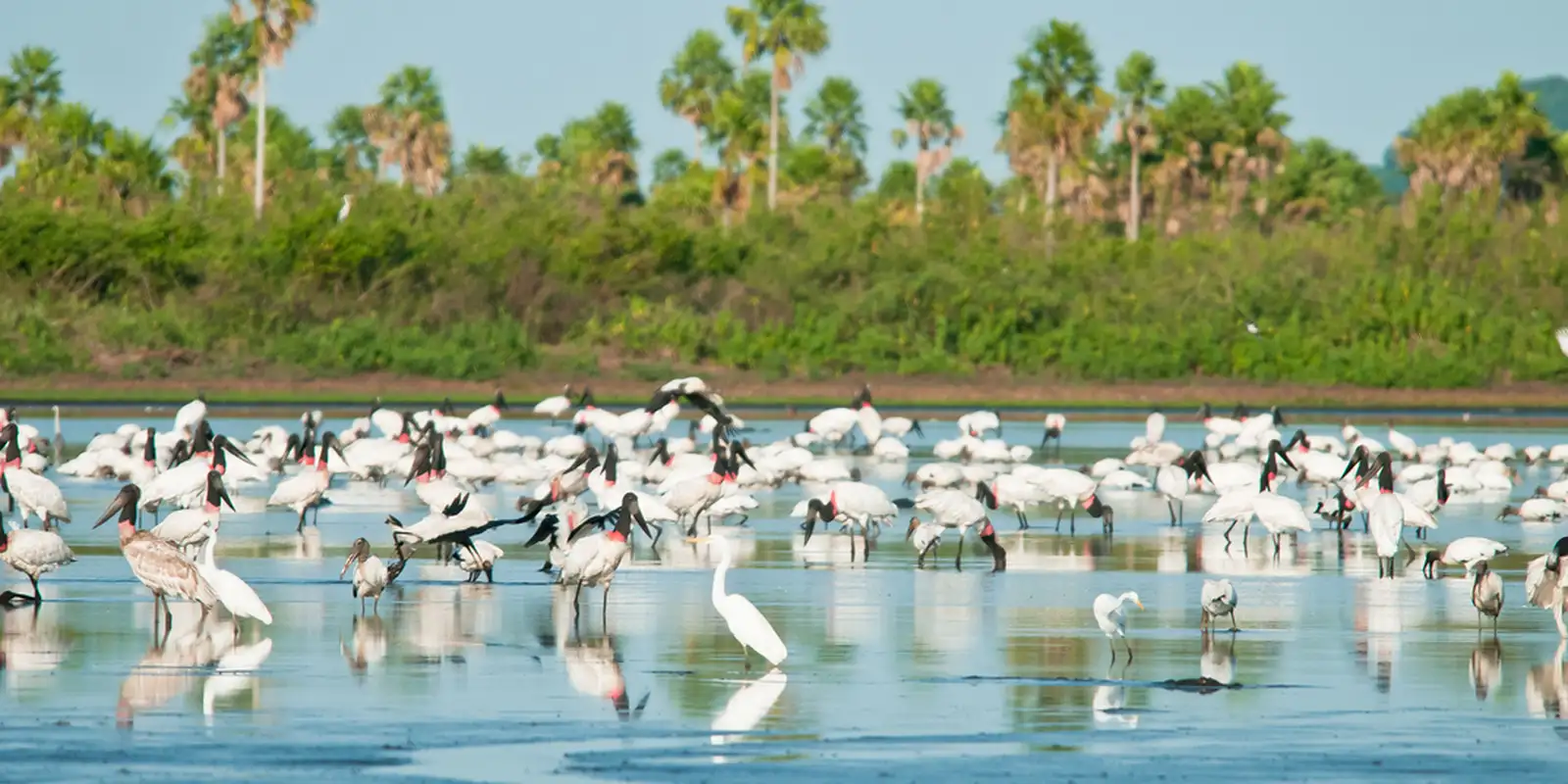 Conheça novas áreas de proteção ambiental no Cerrado e no Pantanal