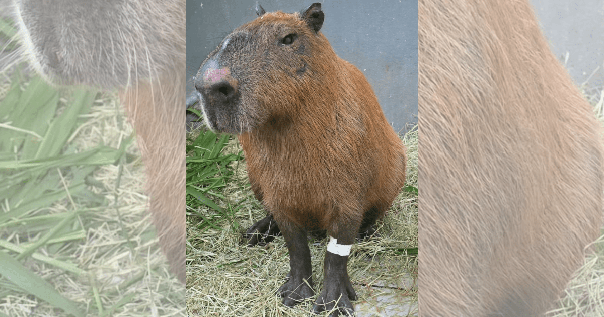 Capivara agredida no Rio pode perder visão de um olho, dizem veterinários