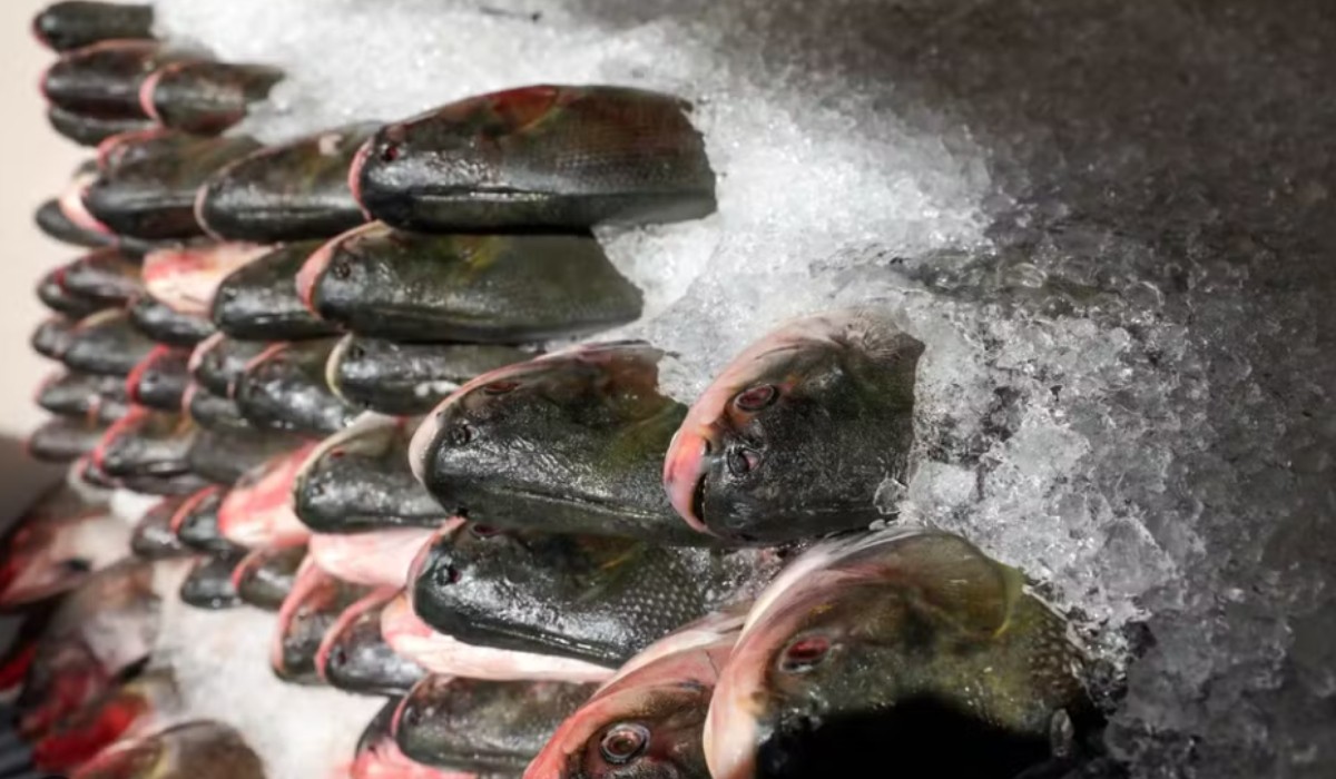 Prefeitura inicia doação de peixe gratuito nesta terça-feira (24) na Zona Norte de Manaus