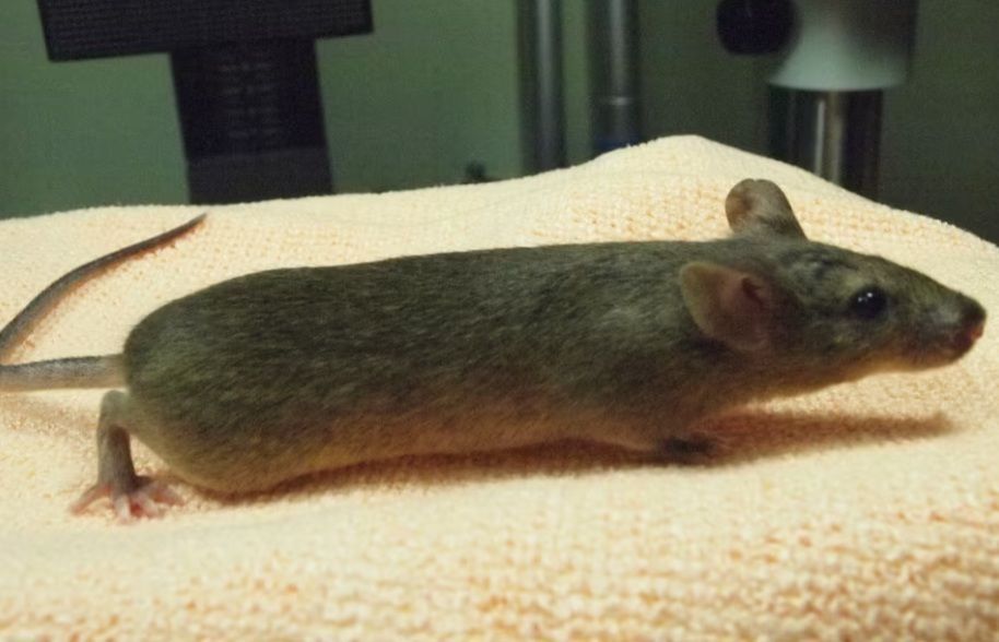 Clonagem repetida de ratos causa grave mutação genética, revela estudo