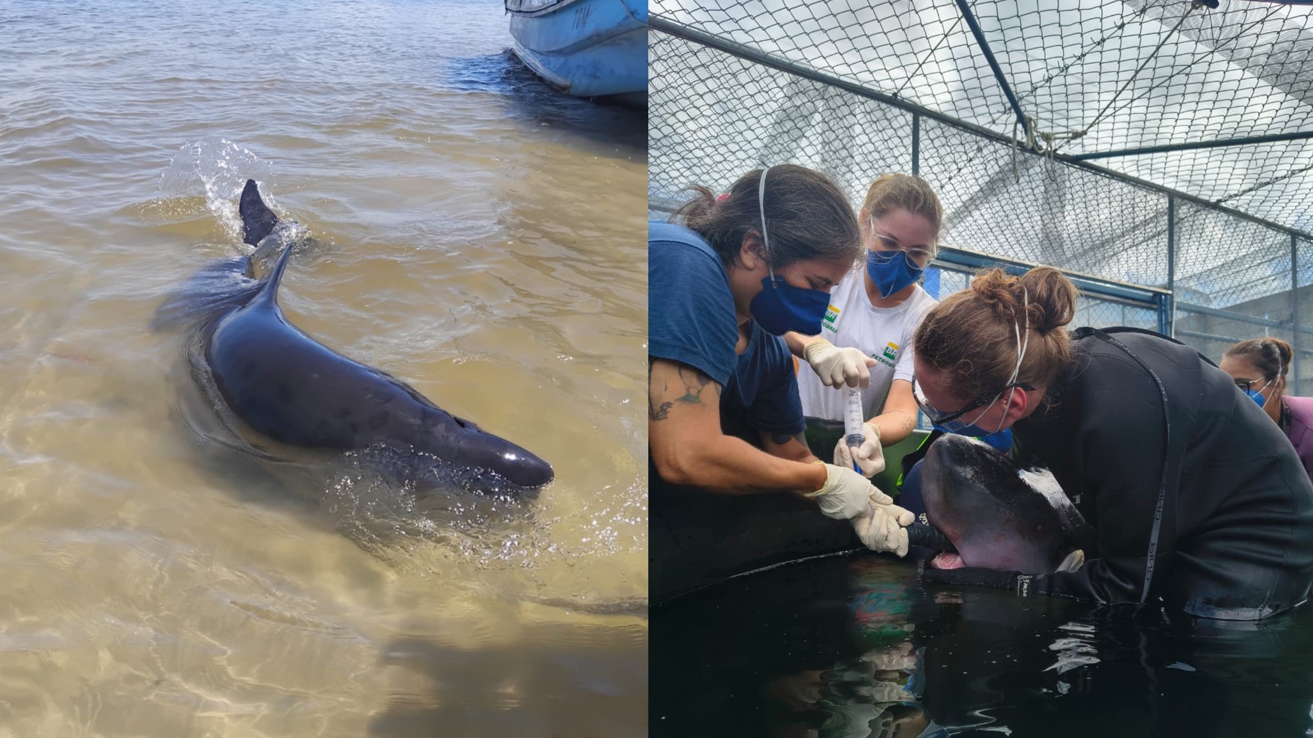 Espécie rara de baleia é resgatada no litoral do Paraná com marcas de mordida de tubarão
