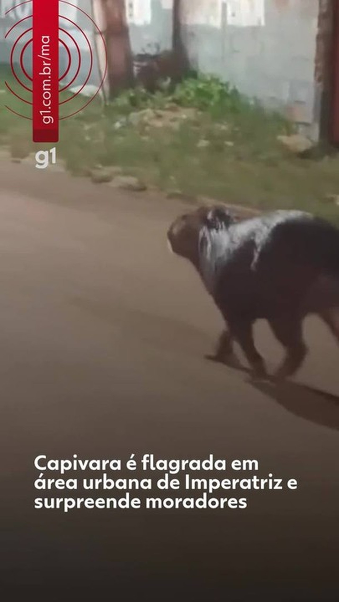 Capivara é flagrada em bairro de Imperatriz e surpreende moradores