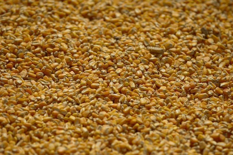 Produção de ração no Brasil deve chegar a 97 milhões de toneladas em 2026