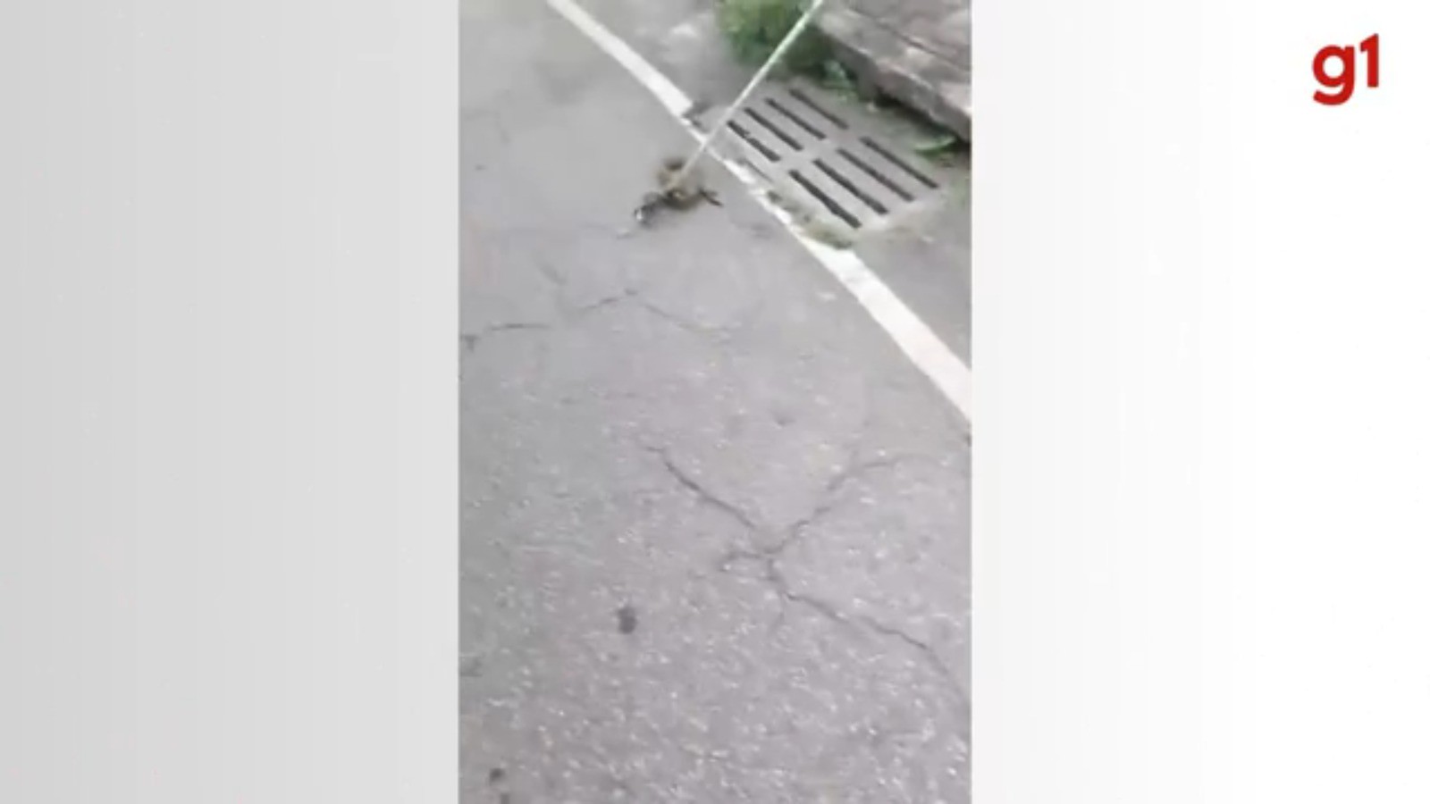 VÍDEO: Bombeiros capturam cascavel no Centro de Timóteo