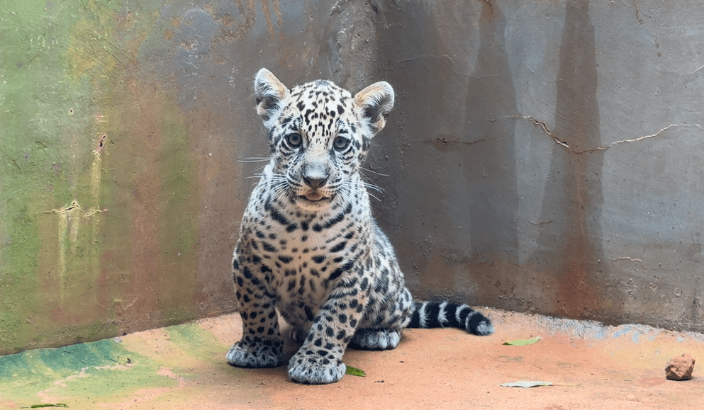 Público escolhe “Xingu” para filhote de onça no Pará