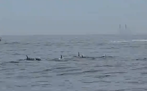 Grupo de golfinhos é visto em Ipanema no RJ