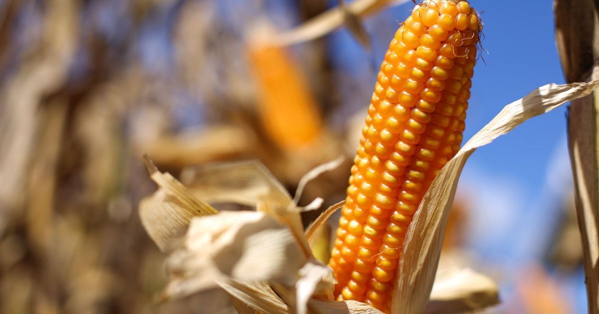 Etanol de milho safrinha impulsiona SAF e reduz impacto ambiental