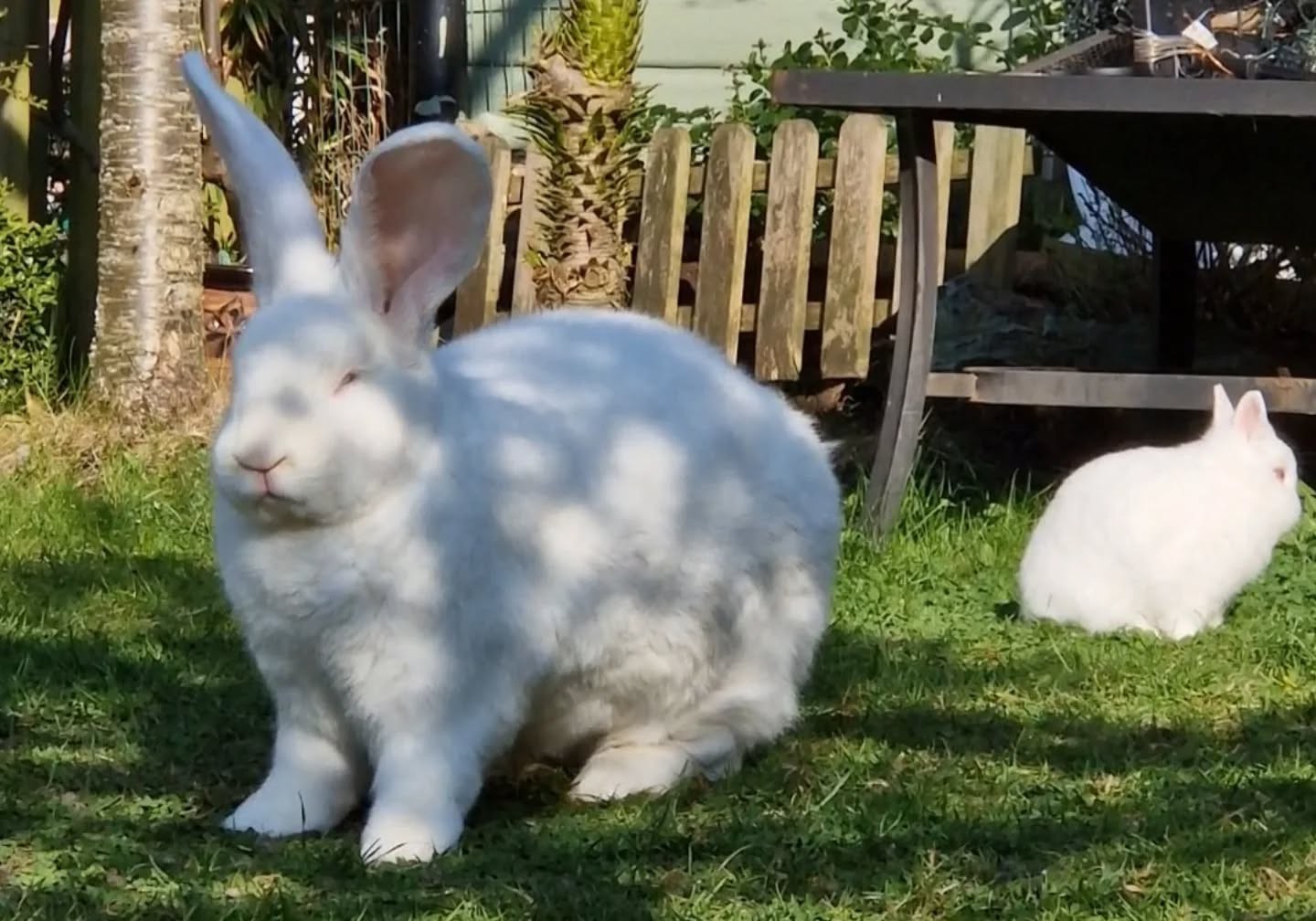 Na Páscoa, coelho gigante de 9,5 kg viraliza na Inglaterra