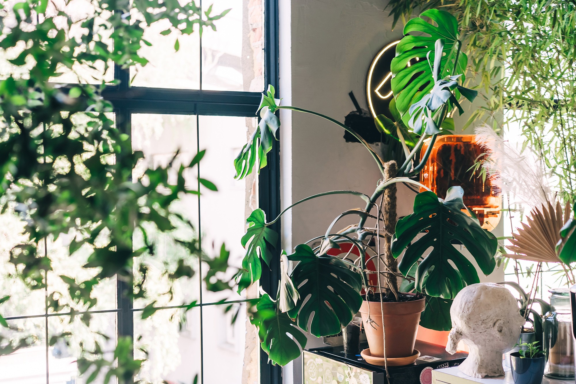 7 plantas para atrair sorte em casa, segundo o Vastu Shastra e o Feng Shui