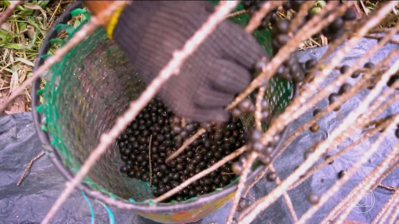 Como este empreendedor faturou R$ 230 mil com resíduos de açaí na Amazônia