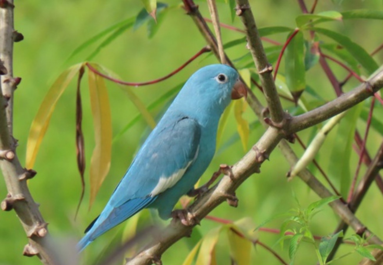Servidora do Ibama descobre periquito azul no Tocantins
