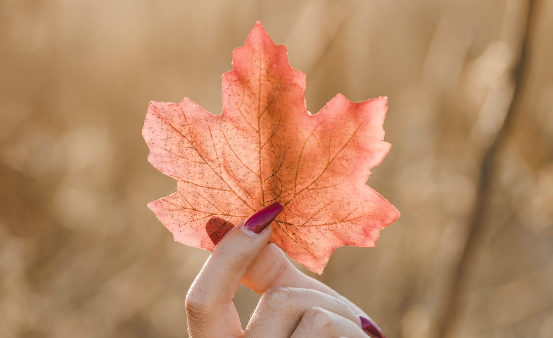 Outono pede jornada de recolhimento e colheita interna