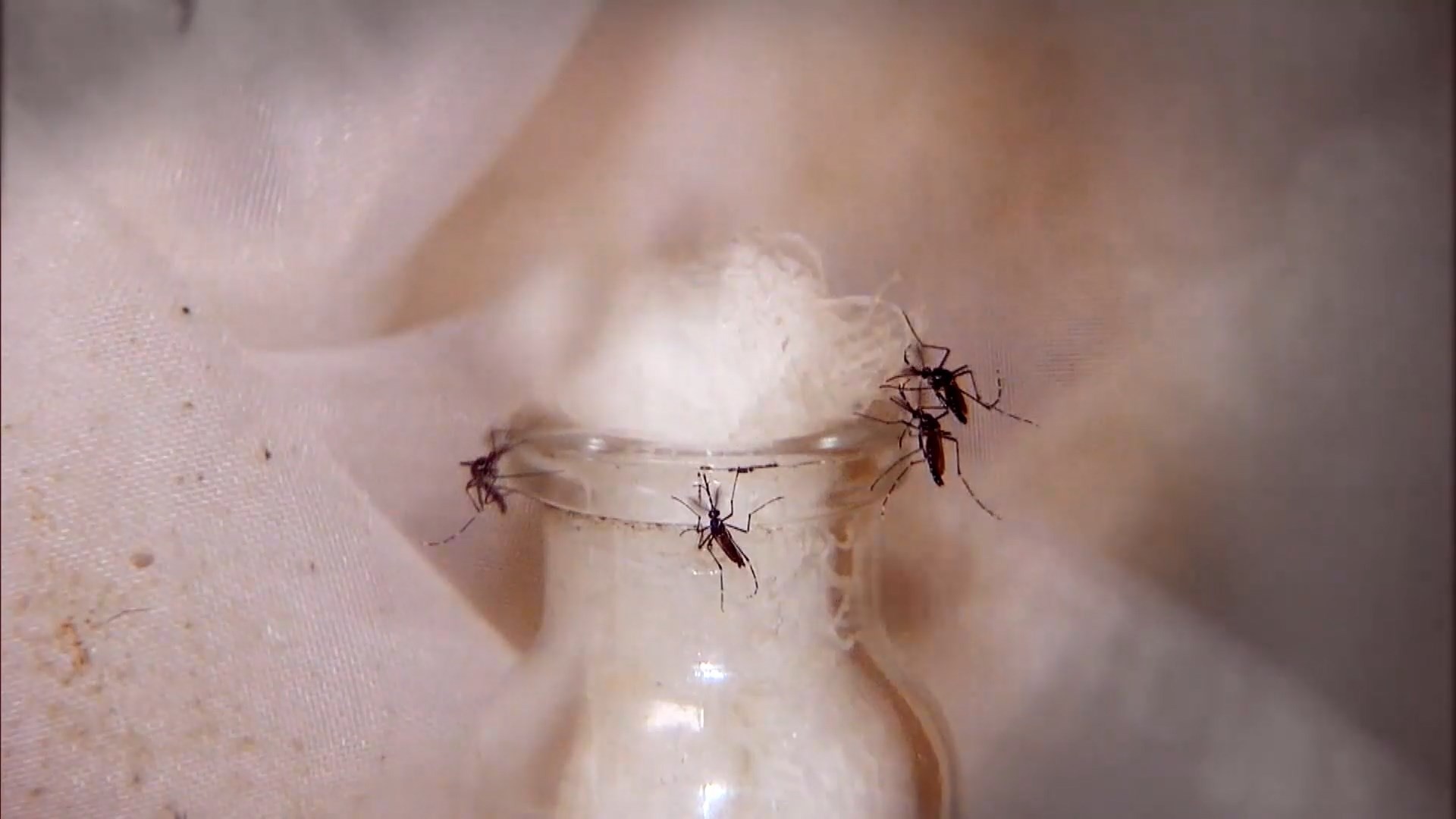 Prefeitura de Jacareí confirma 2ª morte por dengue em 2026; vítima é um idoso de 73 anos