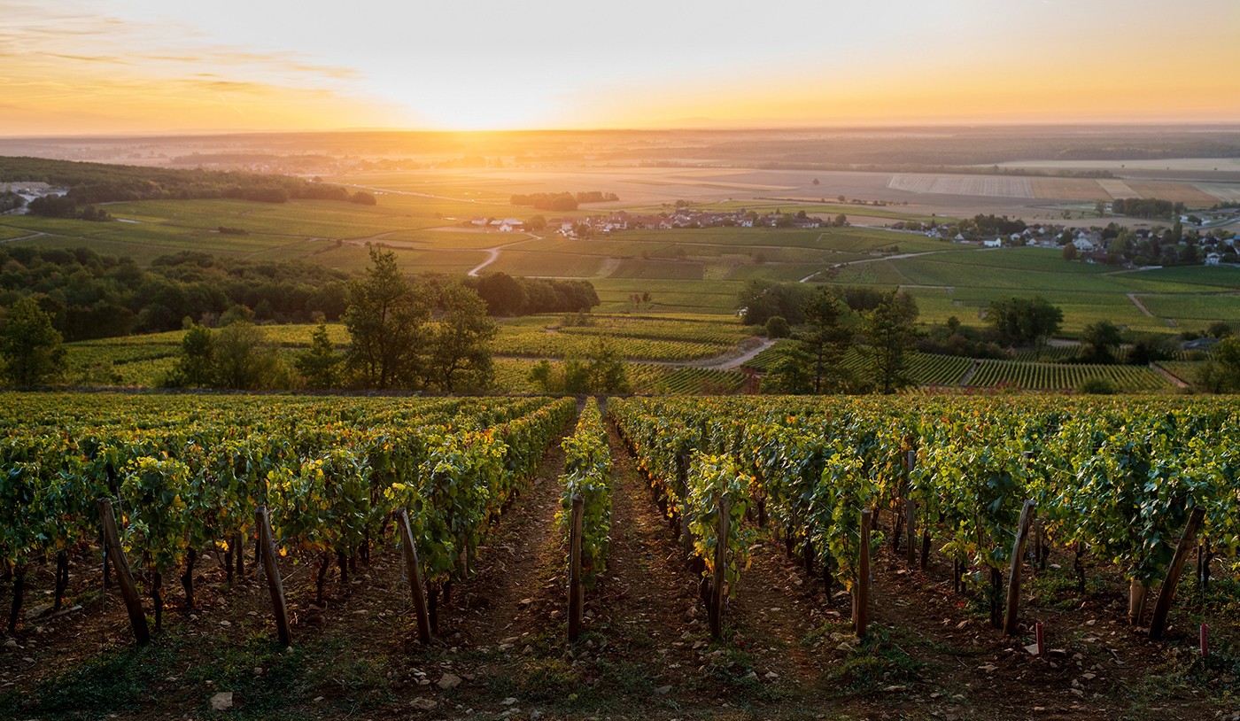 Chablis X Petit Chablis: entenda a diferenças entre os dois vinhos brancos