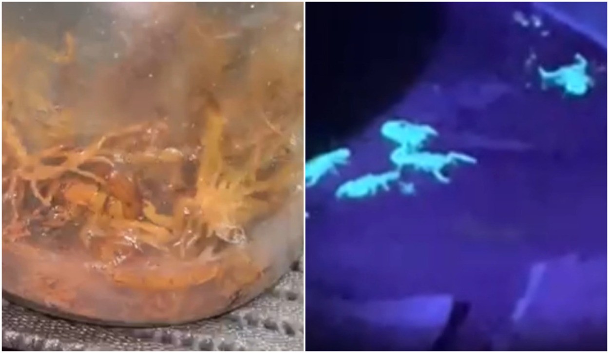 VÍDEO: 'caçada' captura mais de 100 escorpiões em cidade de menino morto após picada