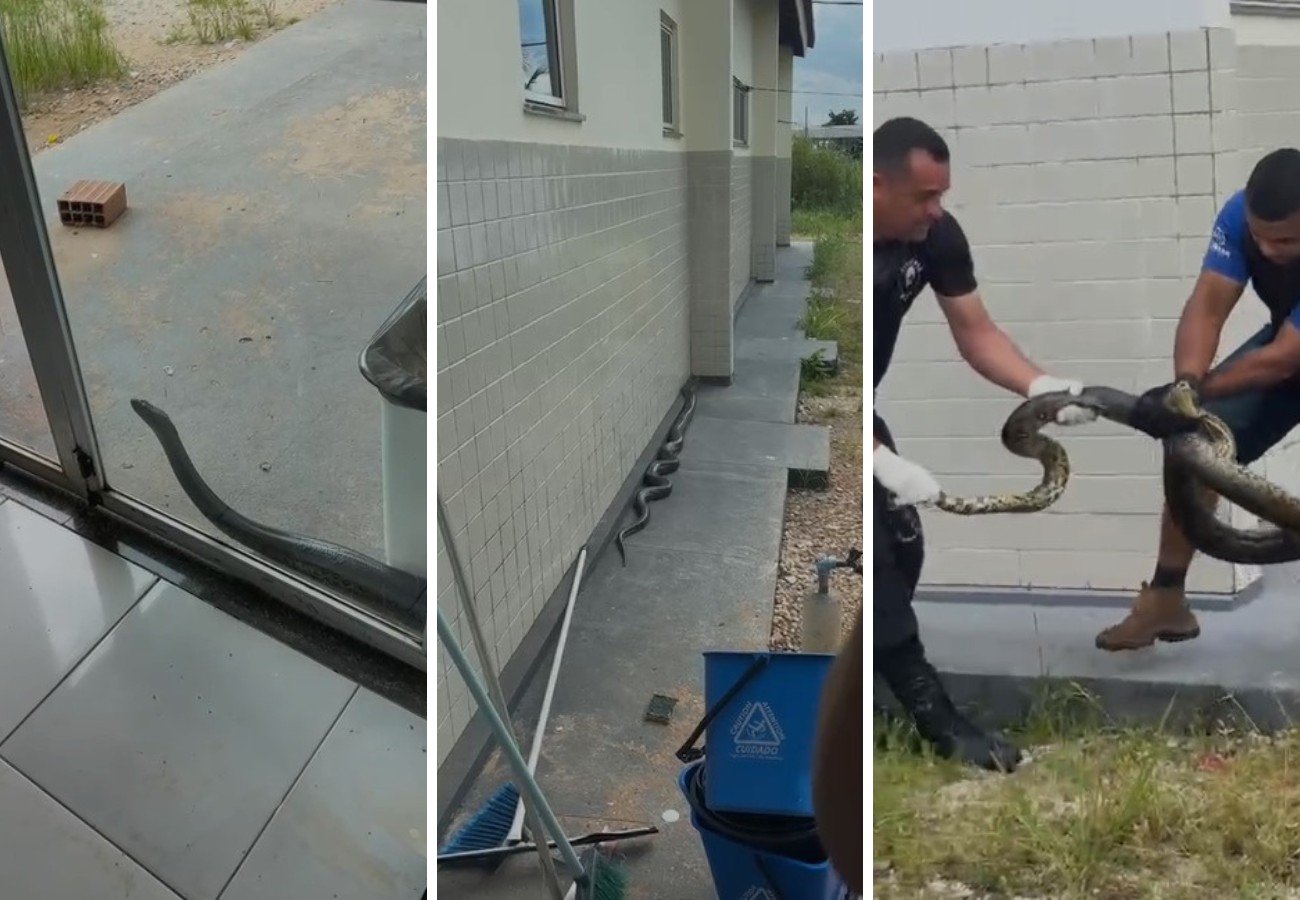 Sucuri chama atenção e é resgatada ao tentar entrar em UPA no Tocantins