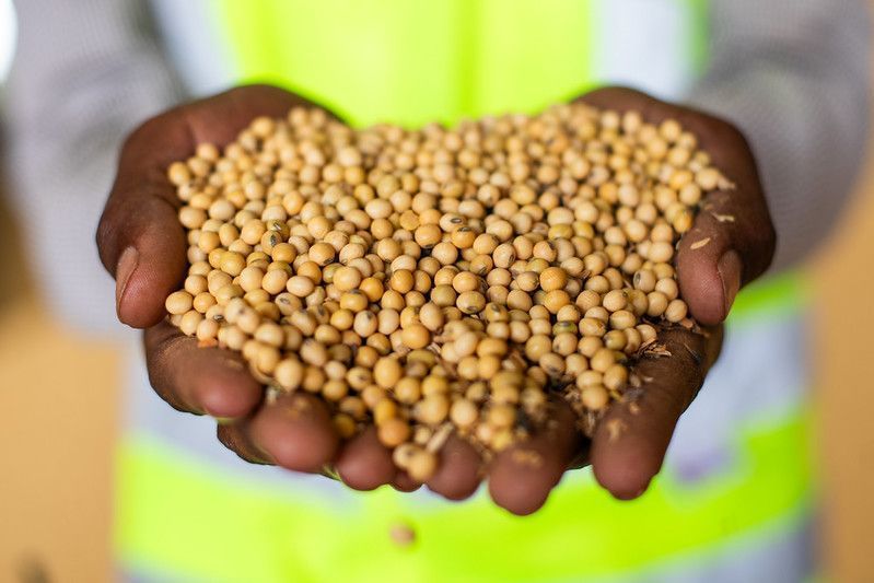 Cotação da soja avança em Chicago após relatório do USDA