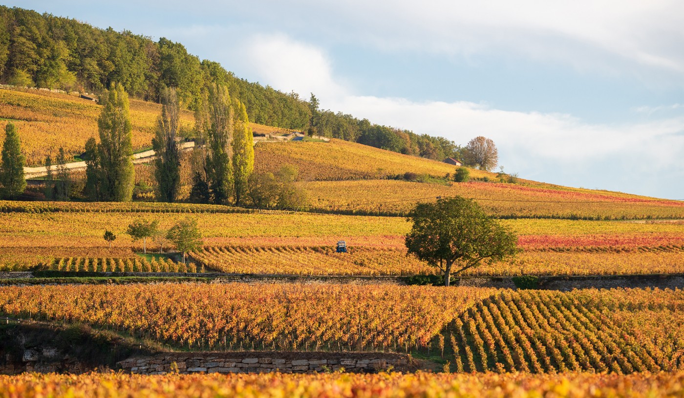 O que são os crus dos vinhos?