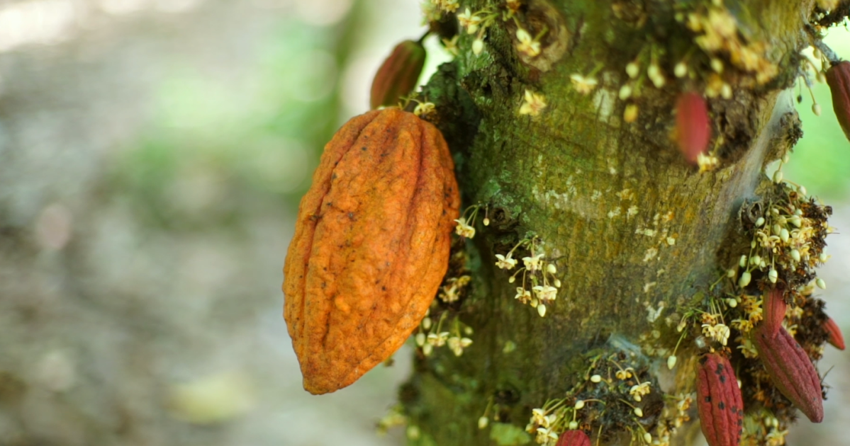 Cacau sobe em Nova York com dólar mais fraco e oferta maior