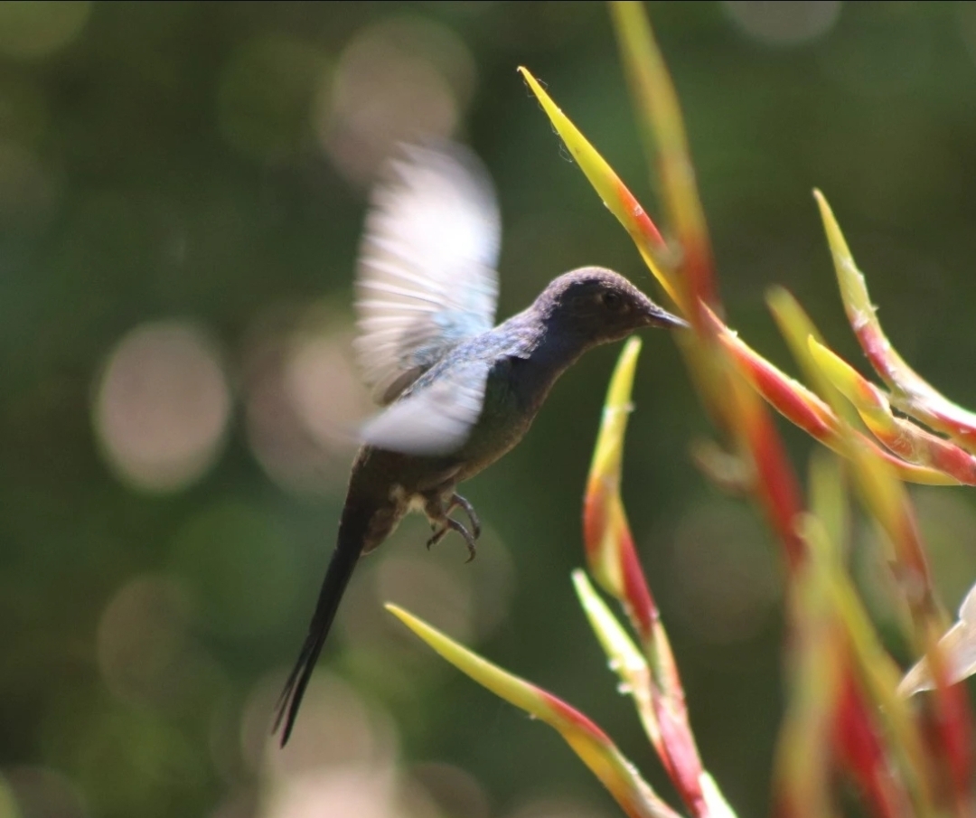 Estão abertas as inscrições para expedição de observação de aves no Parque Jacques Cousteau