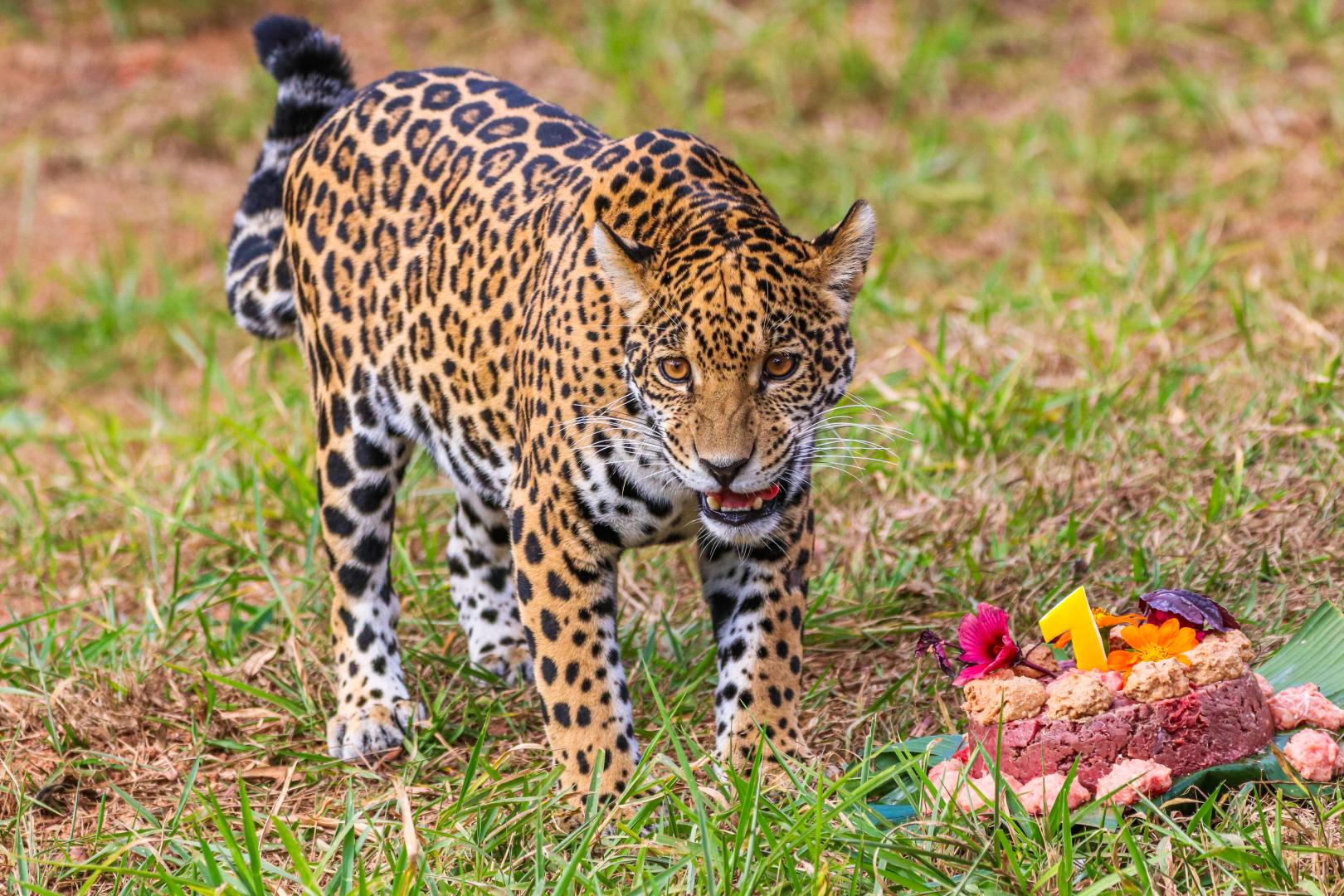 Zoológico de BH realiza programação educativa especial neste fim de semana