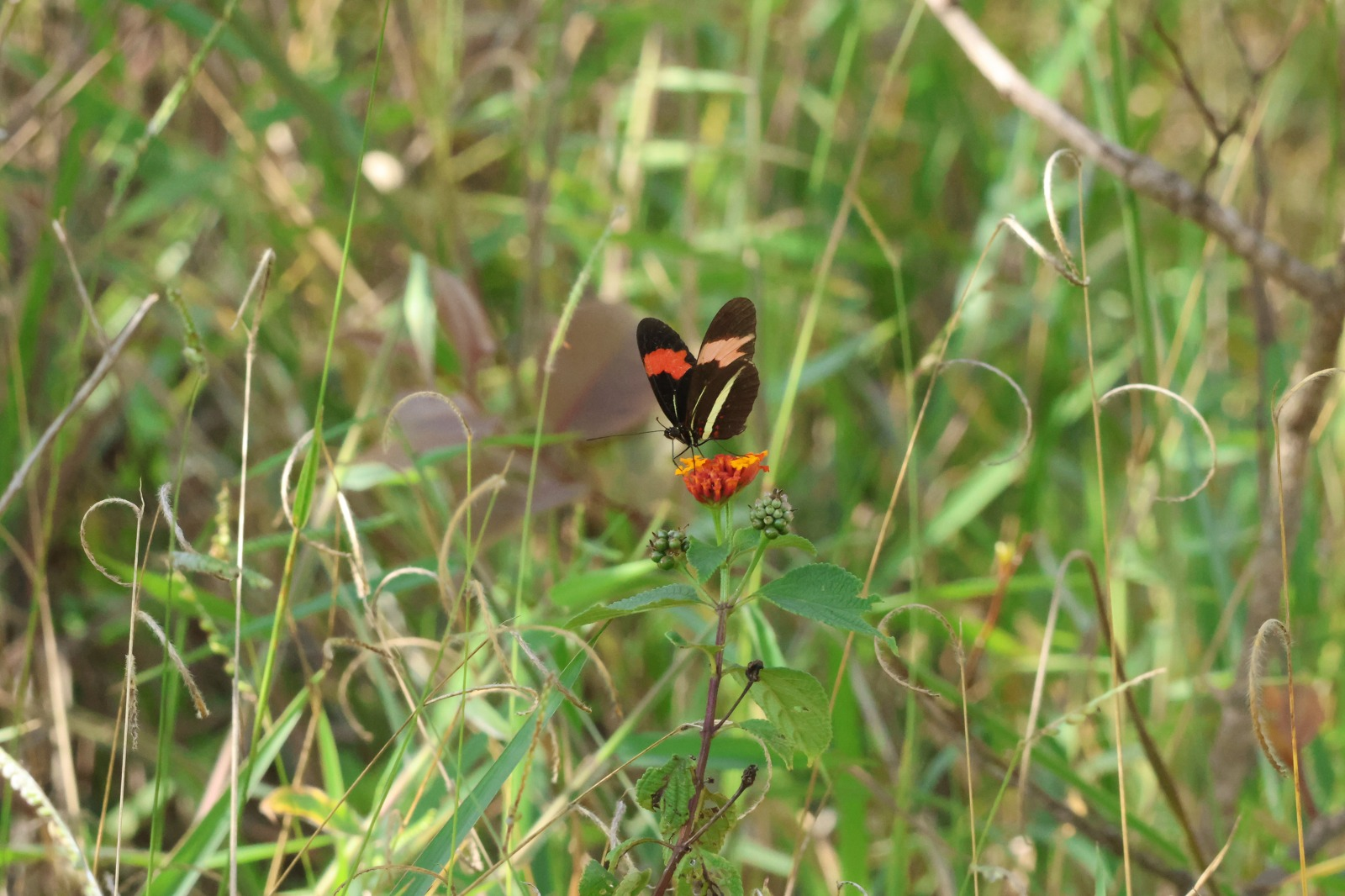 Oficina gratuita de capacitação sobre o uso da plataforma iNaturalist será oferecida no próximo sábado (11)