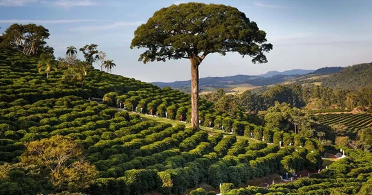 Café brasileiro leva prêmio e entra para elite global de grãos especiais