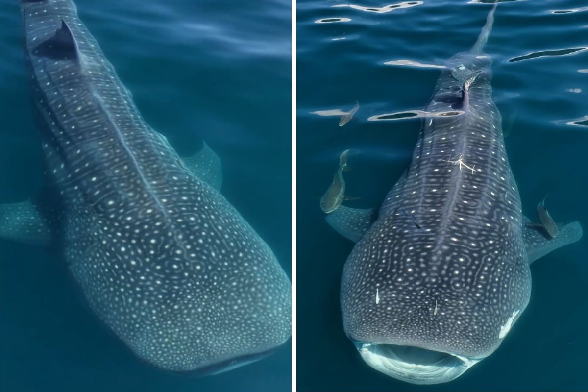 VÍDEO mostra passagem de tubarões-baleia em Ilhabela, no Litoral Norte de SP: 'Animais incríveis', diz fotógrafo