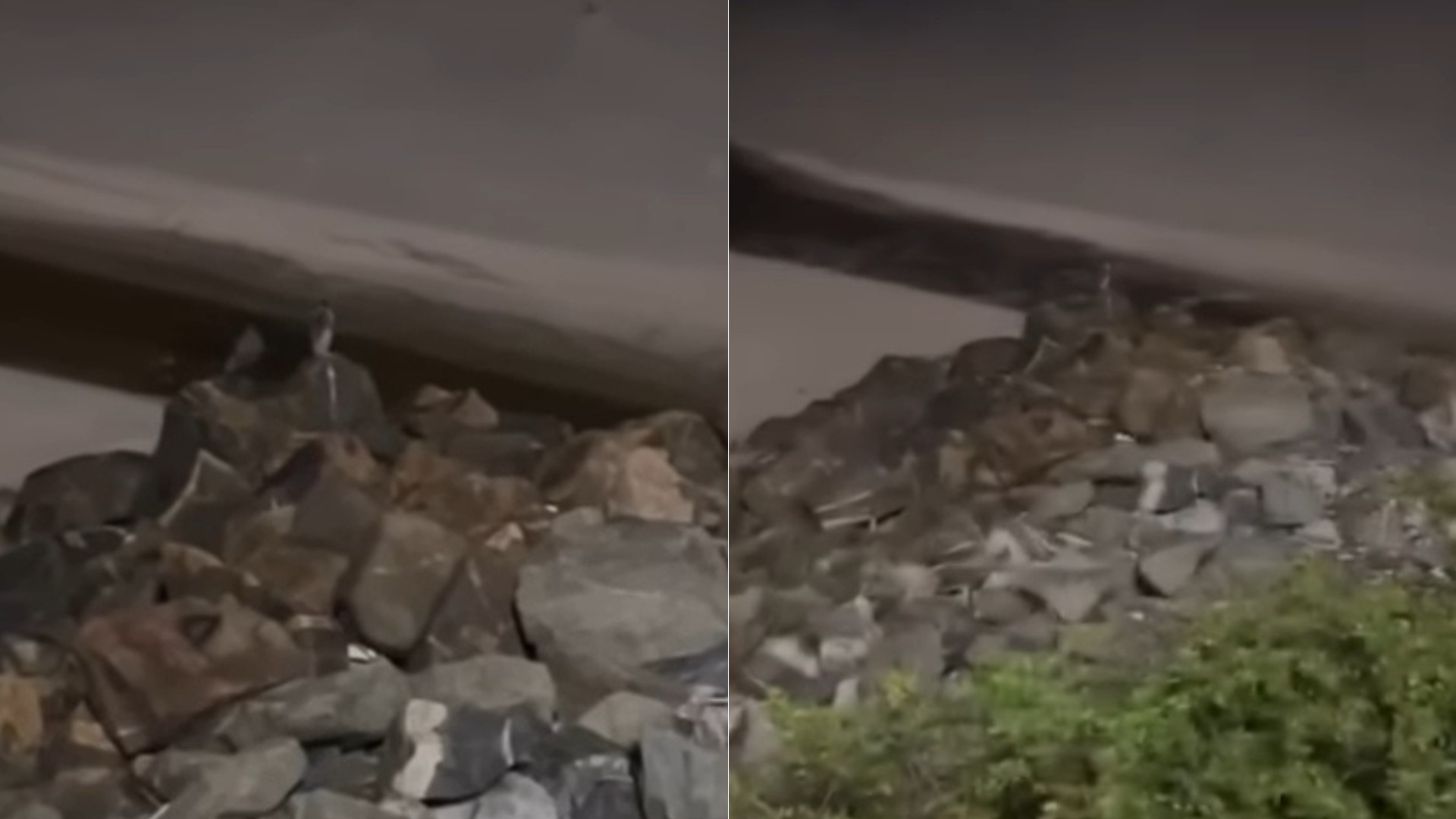 Pinguim em São Luís? Vídeo que circula nas redes sociais mostra suposta ave na Avenida Litorânea