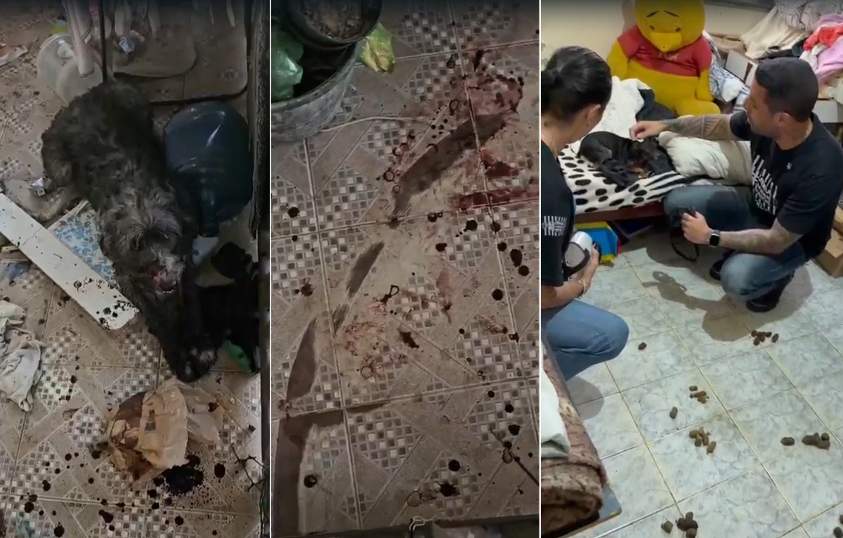 Cadelas em situação de maus-tratos são resgatadas em meio a urina, fezes e sangue após denúncia em São Pedro da Aldeia