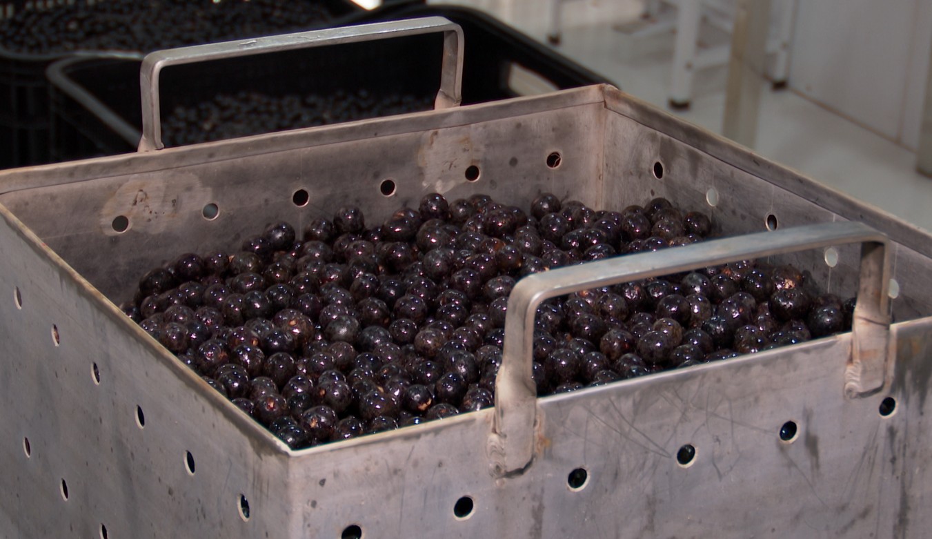 Estudo da Embrapa assegura qualidade do açaí e elimina risco da doença de Chagas