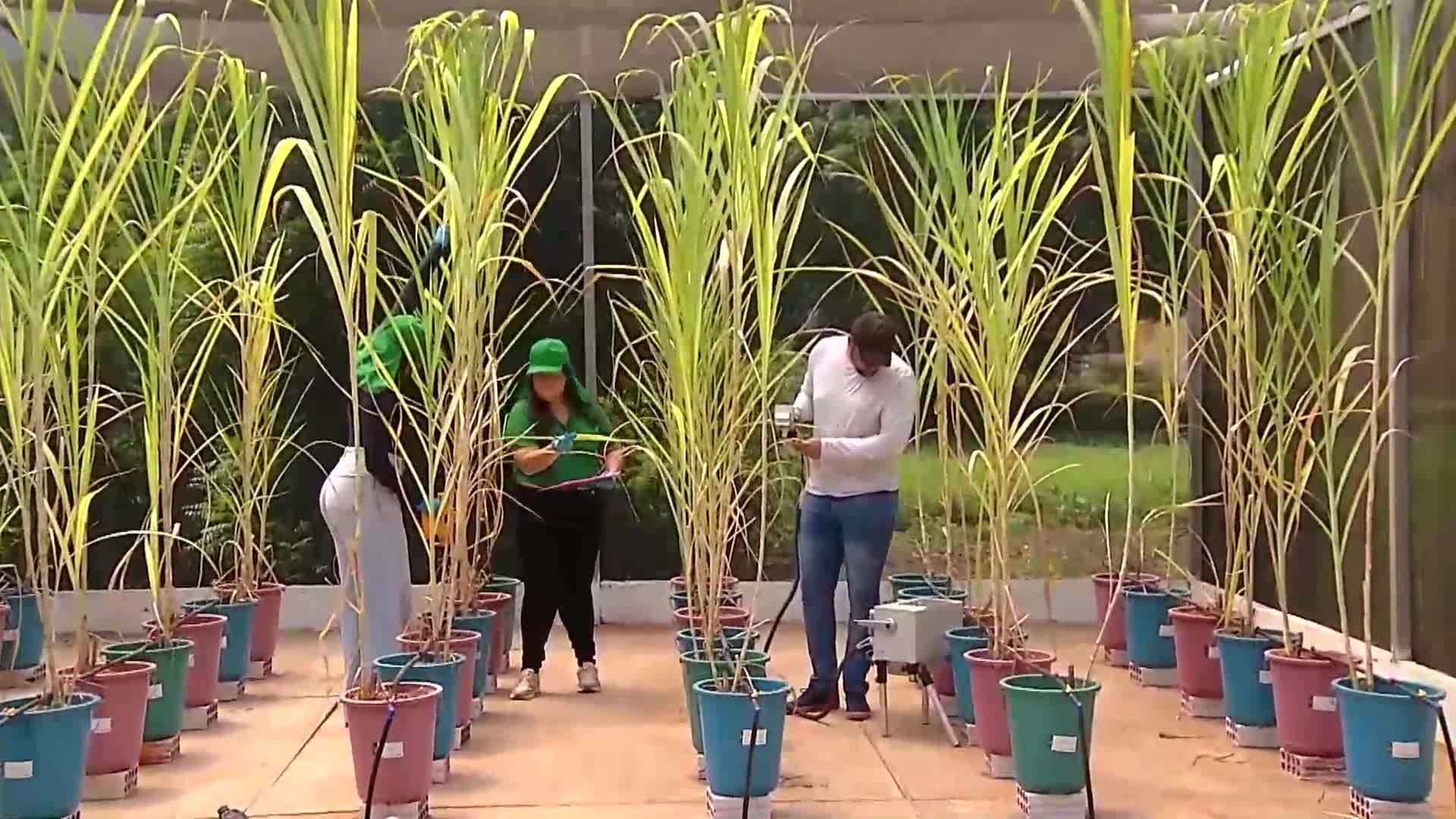 VÍDEOS: VÍDEOS: Inter TV Rural deste domingo, 12 de abril de 2026