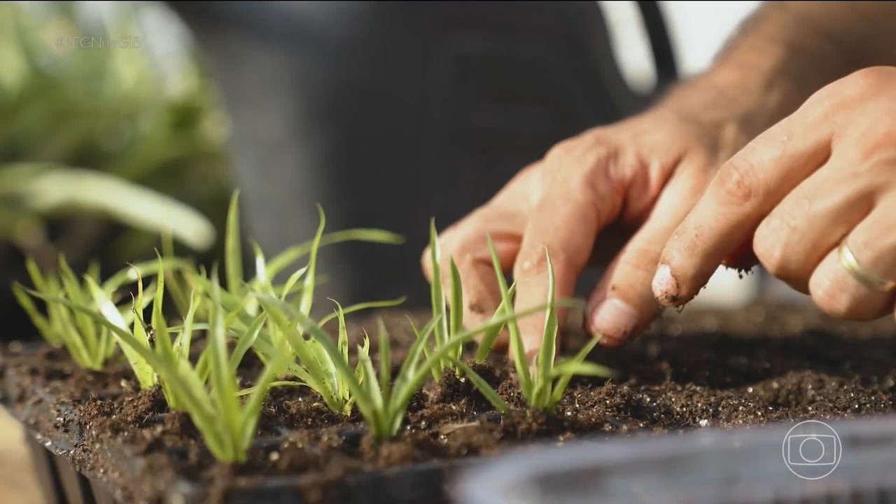 Bióloga empreende com clonagem de plantas e produz mais de 9 milhões de mudas por ano