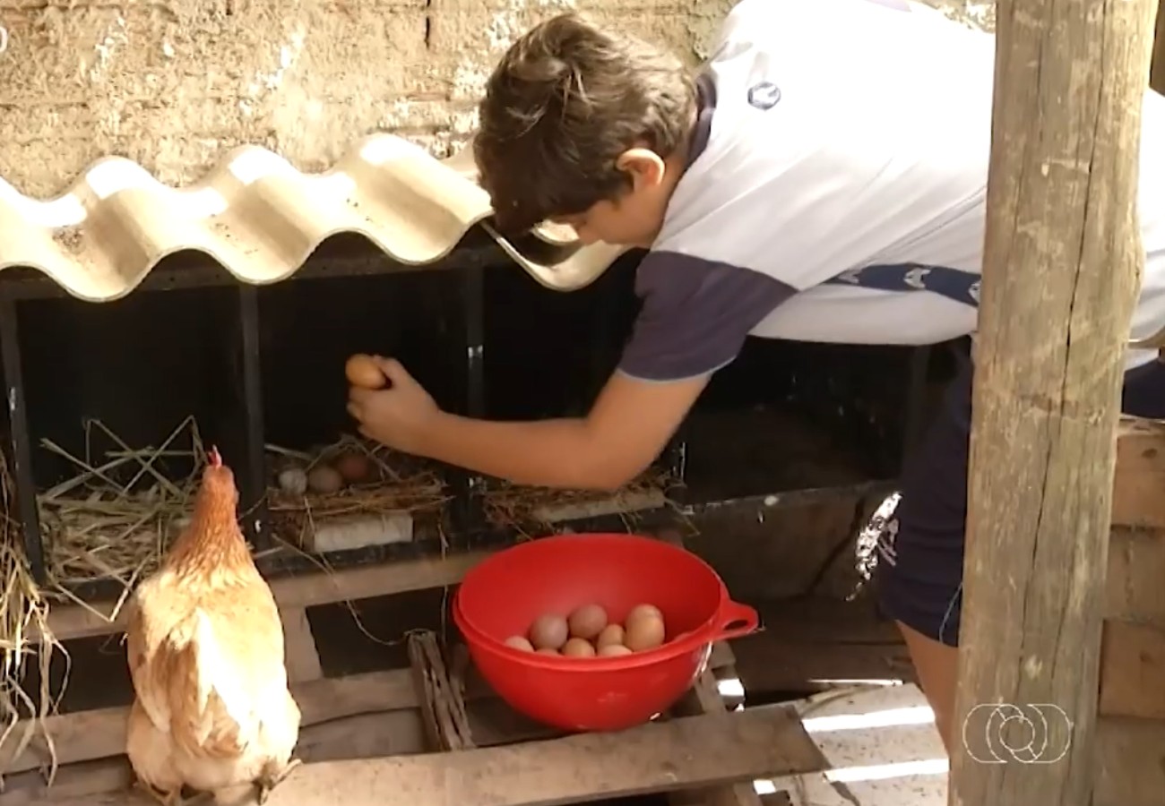 Menino de 11 anos vira exemplo de empreendedorismo com produção de ovos em Palmas