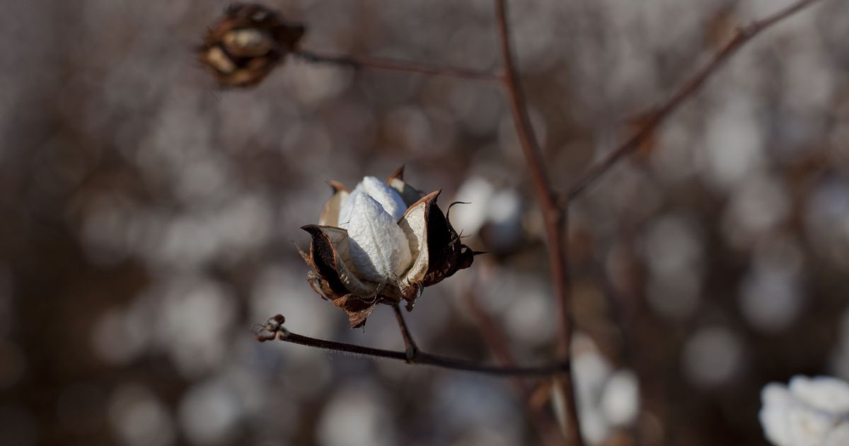 Preço do algodão sobe em Nova York com impulso do petróleo e clima nos EUA