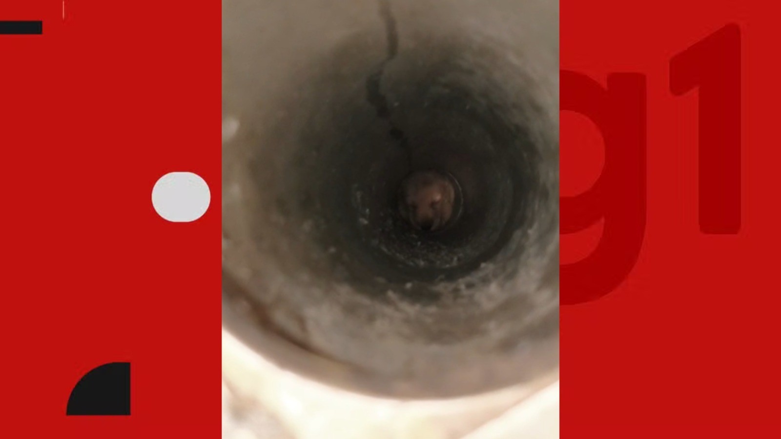 Cachorro é resgatado após cair em tubulação no Sertão da PB; VÍDEO