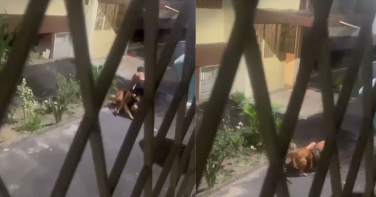 Duas pessoas ficaram feridas após ataque de pitbull no RJ