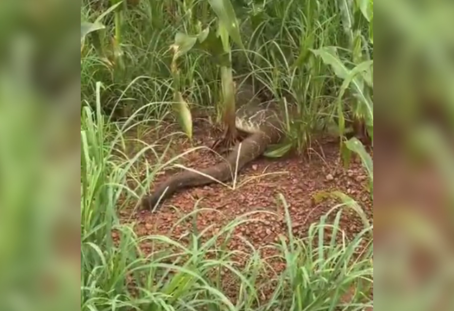 'Chegou a reagir com um bote', diz engenheiro que se surpreendeu com cascavel gigante em estrada; VÍDEO