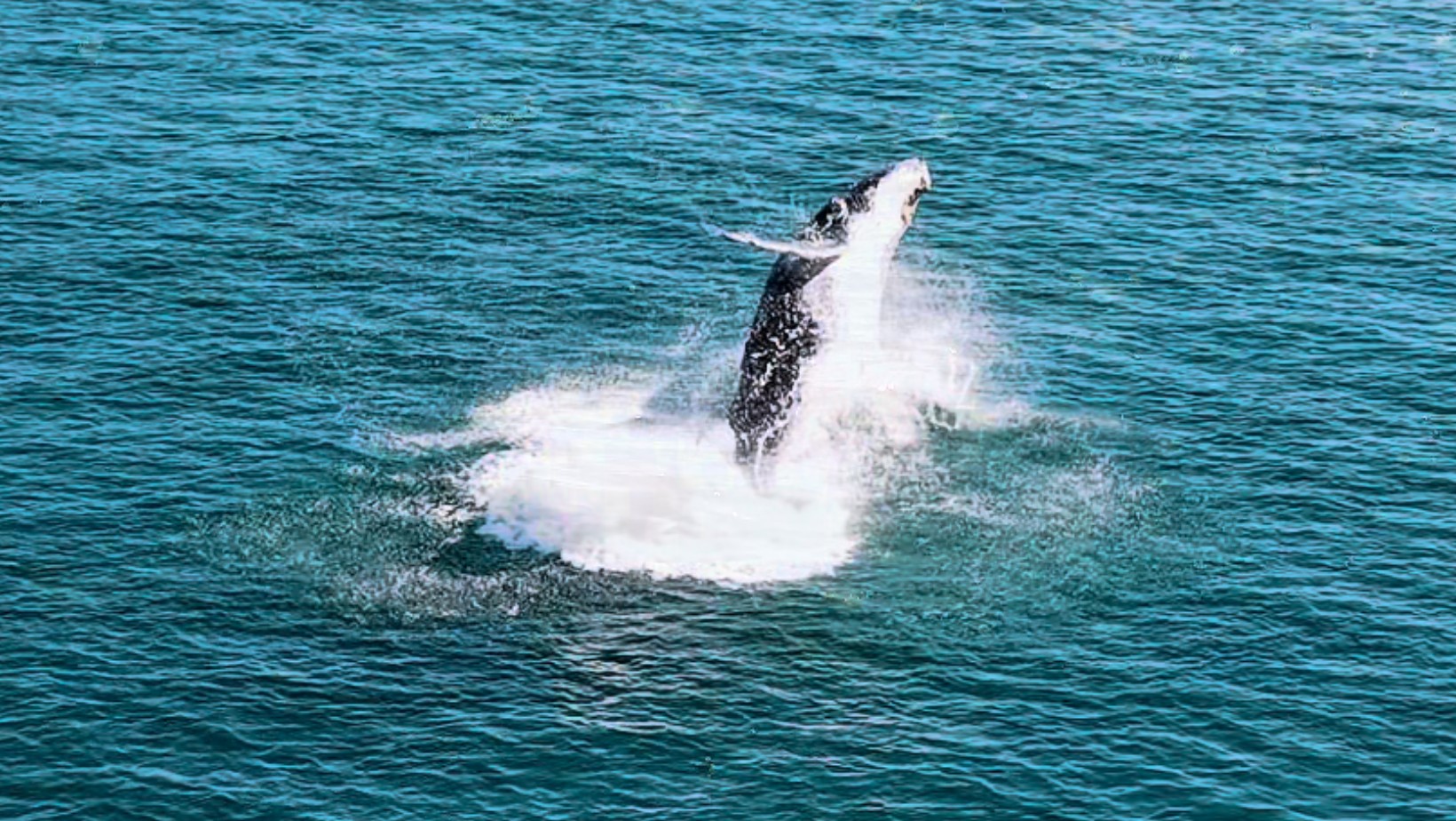 VÍDEO: Após 1º registro da temporada, nova baleia-jubarte é avistada, dá saltos no mar e se exibe em Ilhabela